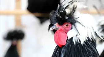 Mermer fabrikasında egzotik mesai: Farklı ırklardaki tavuklar burada yetişiyor