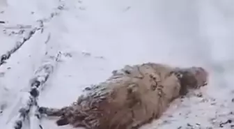Ordu'da kardan çatısı çöken ağıldaki 7 koyun öldü