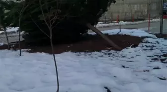 Şiddetli rüzgar hastane bahçesindeki çam ağacını devirdi