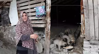 Sokak köpeği 10 yavru doğurdu, sahip çıkan kadın çaresiz kaldı