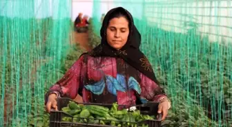 Tarım-GFE yıllık yüzde 34,24 arttı