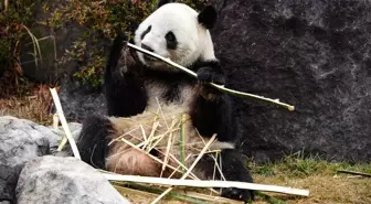 Albüm: Japonya'daki Dev Pandalar Xiao Xiao ve Lei Lei, 27 Ocak'ta Çin'e Geri Dönecek