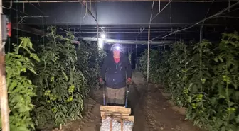 Antalya'da üreticiler seralarda zirai don nöbeti tutuyor