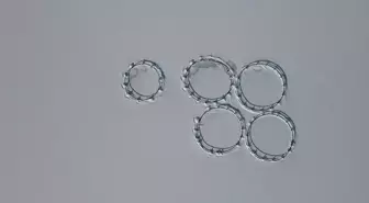 Erzincan'daki Göyne Barajı soğuk havanın etkisiyle dondu