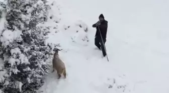 Ankaralı çoban, kendisine yaklaşan drona tüfek doğrulttu