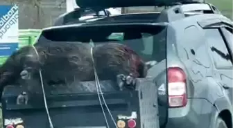Ölü domuzu aracın arkasında taşıdılar