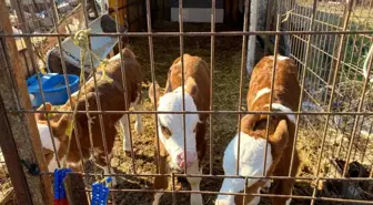 Üçüz buzağılara altınlı tebrik