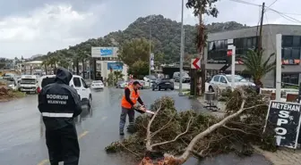 Bodrum'da Fırtına Etkili: Ağaçlar Devrildi, Balıkçı Tekneleri Su Aldı
