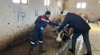 İskilip'te hayvan hastalıklarıyla mücadele kapsamında aşılama çalışmaları sürüyor