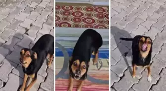 Milyonların sevgisini kazanan 'Boncuk' yine kalpleri ısıttı