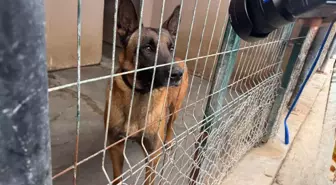 OMÜ tarafından yetiştirilen görev köpeği Pars, şehrin güvenliğinde görev alacak