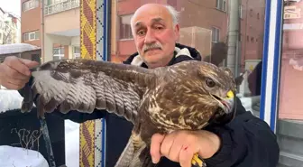 Yaralı boz şahine şefkat eli