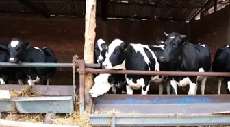 Bakanlık pilot il olarak Amasya'dan başlattı: Süt ineklerinden etçi buzağı elde edilecek