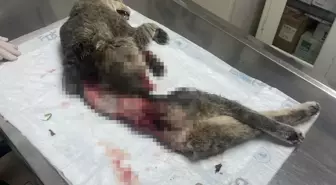 Bodrum'da kedi, derisi yüzülmüş, kuyruğu kesilmiş halde ölü bulundu