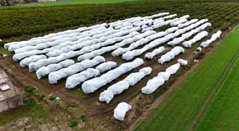 Çukurova çiftçisinden zirai don önlemi: 15 dönüm limon ağacı fileyle örtüldü