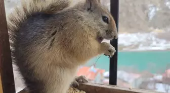 Her gün penceresine gelen sincabı besliyor