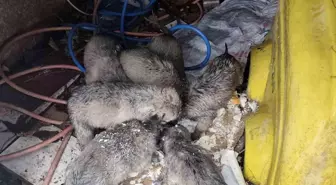 Mardin'de insanlık ölmemiş dedirten hareket: Donmak üzere olan yavruların imdadına yetişti