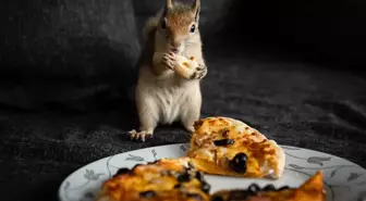 Sincap yavrusu 'Yoda', veterinerler gözetiminde doğada hayatta kalmayı öğreniyor