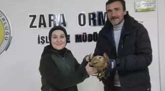 Sivas'ta soğuktan bitkin düşen kızıl şahine esnaf sahip çıktı