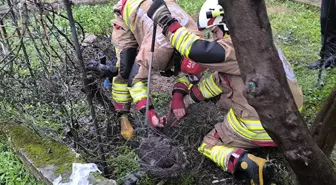 Tel örgüye sıkışan tilki kurtarıldı