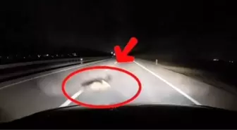 Yola atlayan tilkiye araç çarptı