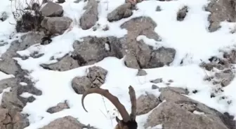 Niğde'de Karlı Aladağlar'da Gezen Yaban Keçileri Dronla Görüntülendi