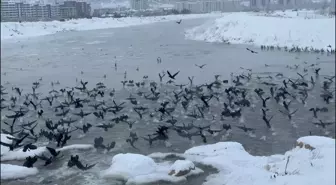 Sivas'ta Karabataklar Kızılırmak Nehri'ni Mesken Tuttu