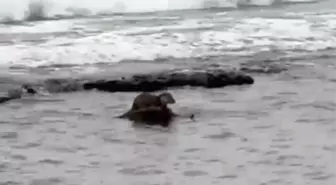 Tekirdağ'da su samuru görüntülendi