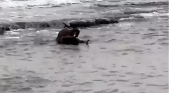 Tekirdağ kıyılarında su samuru görüntülendi