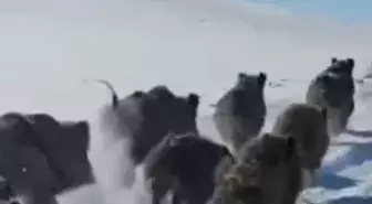 Van'da Yiyecek Sıkıntısı Çeken Domuzlar Kırsal Mahalle Yakınlarına İndi