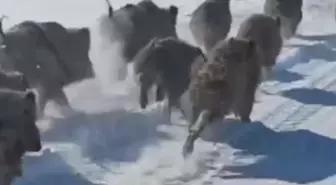 Van'da Yiyecek Sıkıntısı Çeken Domuzlar Kırsal Mahalle Yakınlarına İndi