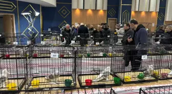 Ankara'da güvercin festivali