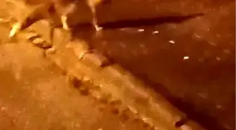 Elmadağ'da aç kalan tilkiler şehir merkezine indi