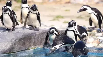 Grönland'da penguen var mı, yok mu?