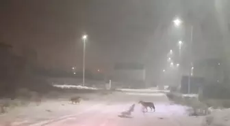 Iğdır'da kurtlar yerleşim yerlerine indi