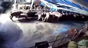 Sivas'ta ahır çöktü, o anlar güvenlik kamerasına yansıdı