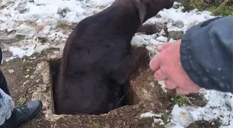 Tokat'ta kuyuya düşen inek kurtarıldı