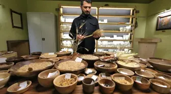 Üniversitenin girişimiyle çiftçilere dağıtılan 'Iza buğdayı'nın ekimi başladı