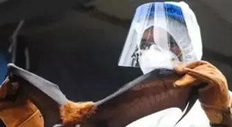 Yarasalardan bulaşıyor, 24 saat içinde komaya sokuyor! Belirtisi yok