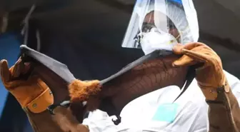 Yarasalardan bulaşıyor, 24 saat içinde komaya sokuyor! Belirtisi yok