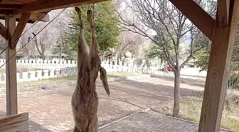 Afyonkarahisar'da öldürülen köpekle ilgili çok yönlü soruşturma