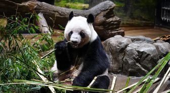 Albüm: Japonya'daki İki Dev Panda 27 Ocak'ta Çin'e Geri Dönecek
