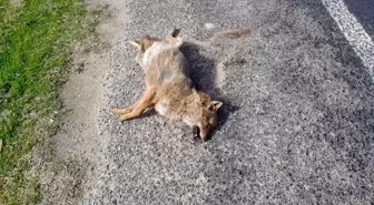 Aracın çarptığı tilki telef oldu