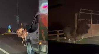 Deve kuşu trafiği altüst etti