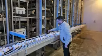 Erzincan'da devlet desteğiyle kurulan modern çiftlikte bölge illerinin yumurta ihtiyacı karşılanıyor