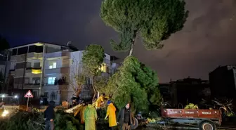 Fırtınada devrilen ağaç, elektrik tellerini kopardı