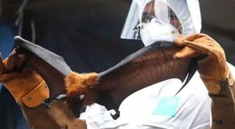 HİNDİSTAN NİPAH VİRÜSÜ: Nipah virüsü Türkiye'de var mı? Nipah virüsü nedir, nasıl bulaşır, aşısı var mı, öldürür mü?