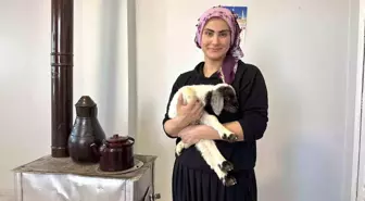 Annesiz kalan kuzu ailenin 'Umut'u oldu