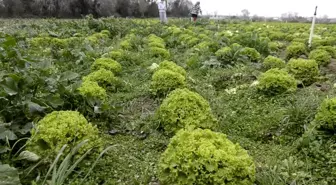 Bafra Ovası'nda 570 dekar alanda marul üretimi