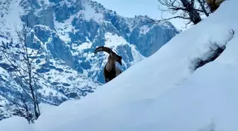 Karla kaplı Mundur Vadisi'nde yiyecek arayan yaban keçileri dron kamerasında